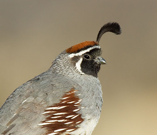 Gambel's Quail Callipepla gambelii