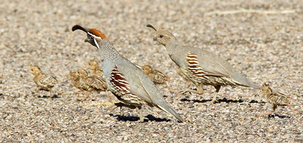 Gambel's Quail Callipepla gambelii