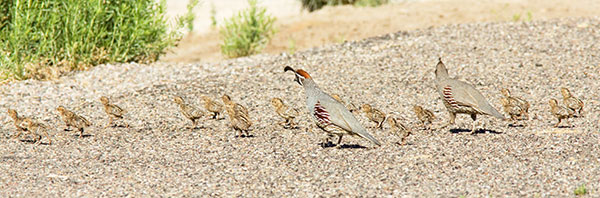 Gambel's Quail Callipepla gambelii