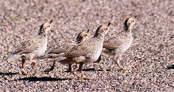 Gambel's Quail Callipepla gambelii