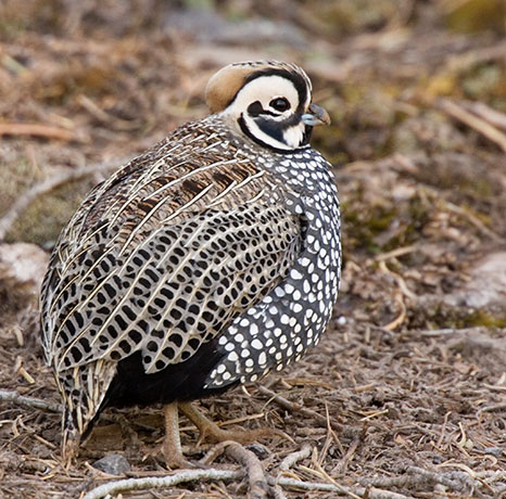Montezuma Quail Cyrtonyx montezumae (Mearns', Fool's, Harlequin)