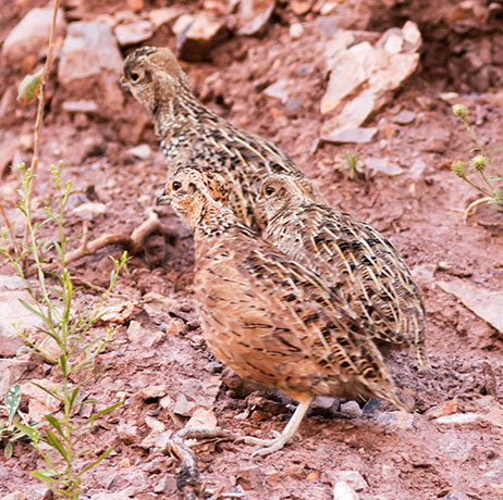 Montezuma Quail Cyrtonyx montezumae (Mearns', Fool's, Harlequin)