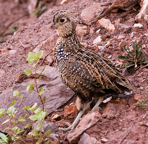 Montezuma Quail Cyrtonyx montezumae (Mearns', Fool's, Harlequin)
