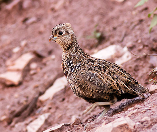 Montezuma Quail Cyrtonyx montezumae (Mearns', Fool's, Harlequin)