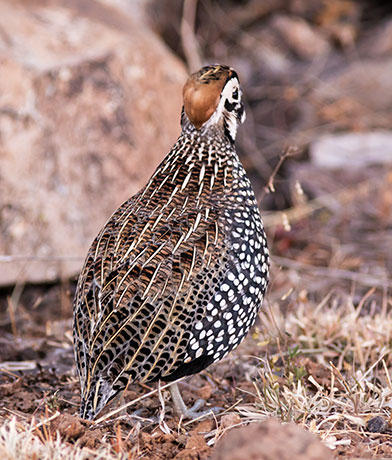 Montezuma Quail Cyrtonyx montezumae (Mearns', Fool's, Harlequin)