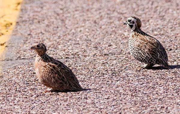 Montezuma Quail Cyrtonyx montezumae (Mearns', Fool's, Harlequin)