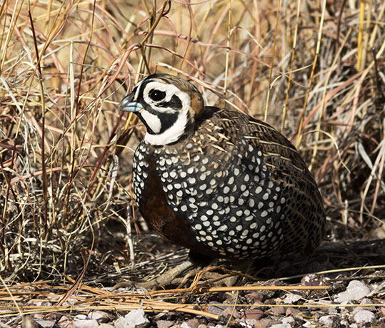 Montezuma Quail Cyrtonyx montezumae (Mearns', Fool's, Harlequin)