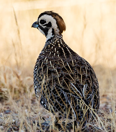 Montezuma Quail Cyrtonyx montezumae (Mearns', Fool's, Harlequin)
