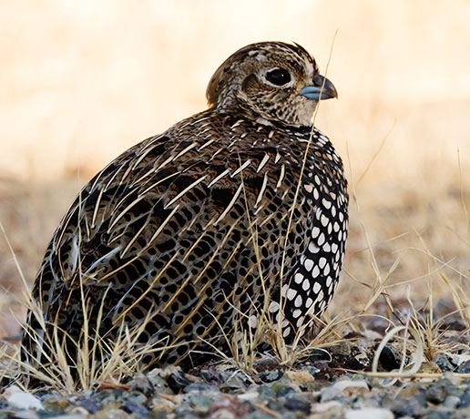 Montezuma Quail Cyrtonyx montezumae (Mearns', Fool's, Harlequin)