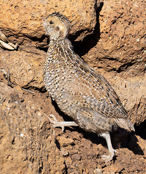 Montezuma Quail Cyrtonyx montezumae (Mearns', Fool's, Harlequin)