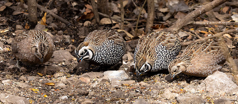Montezuma Quail Cyrtonyx montezumae (Mearns', Fool's, Harlequin)