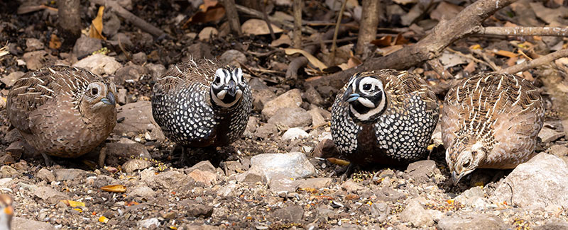 Montezuma Quail Cyrtonyx montezumae (Mearns', Fool's, Harlequin)
