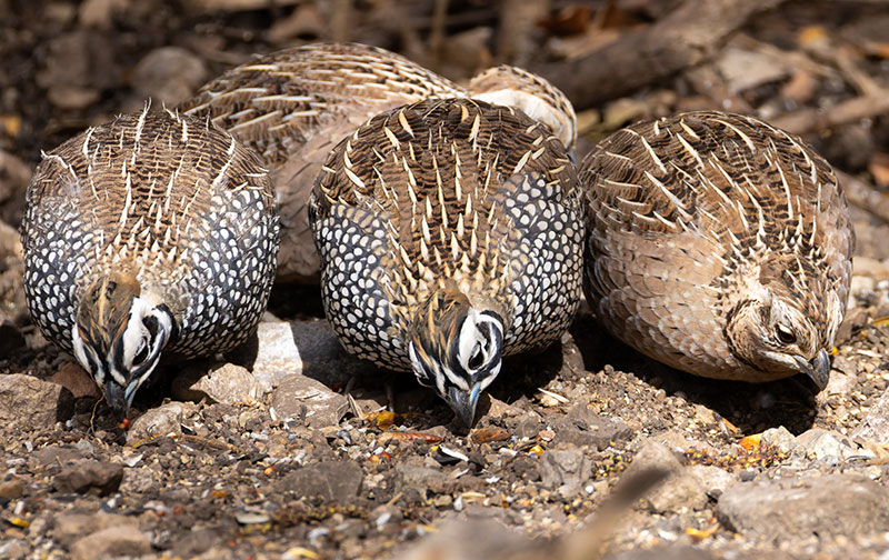 Montezuma Quail Cyrtonyx montezumae (Mearns', Fool's, Harlequin)