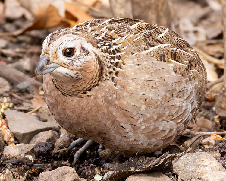 Montezuma Quail Cyrtonyx montezumae (Mearns', Fool's, Harlequin)