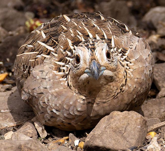 Montezuma Quail Cyrtonyx montezumae (Mearns', Fool's, Harlequin)