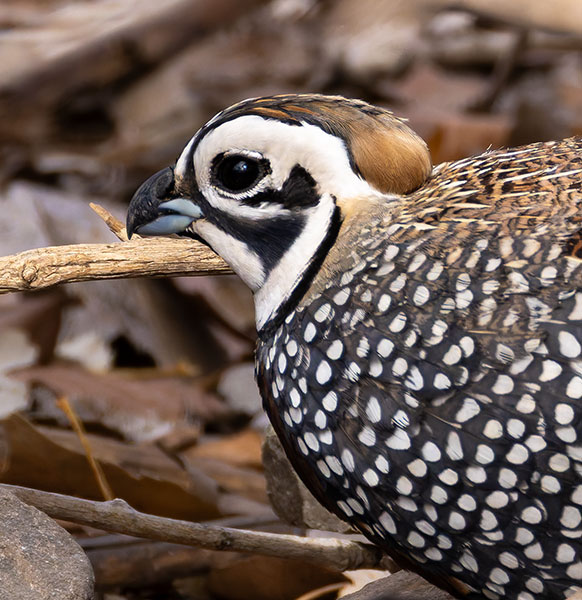 Montezuma Quail Cyrtonyx montezumae (Mearns', Fool's, Harlequin)