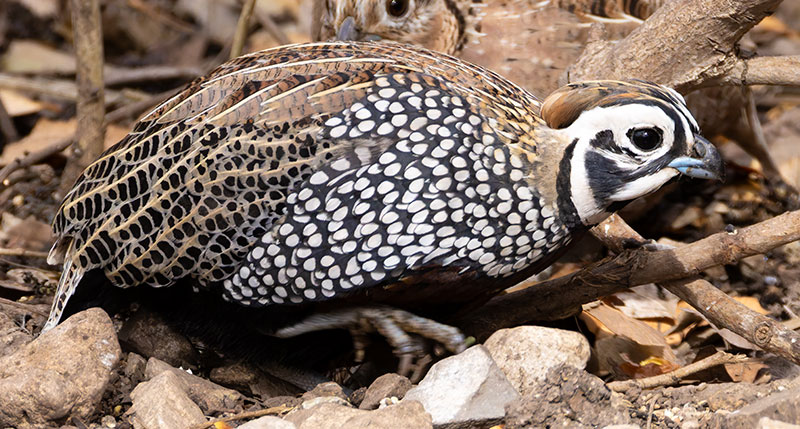 Montezuma Quail Cyrtonyx montezumae (Mearns', Fool's, Harlequin)