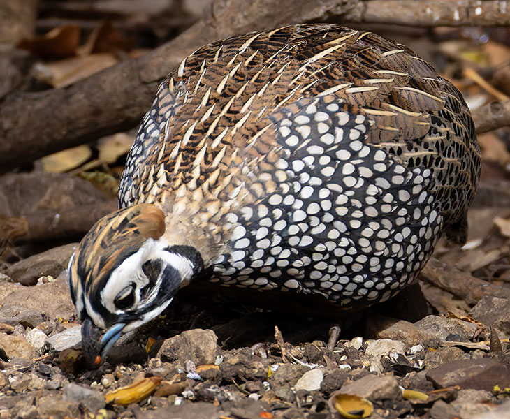 Montezuma Quail Cyrtonyx montezumae (Mearns', Fool's, Harlequin)