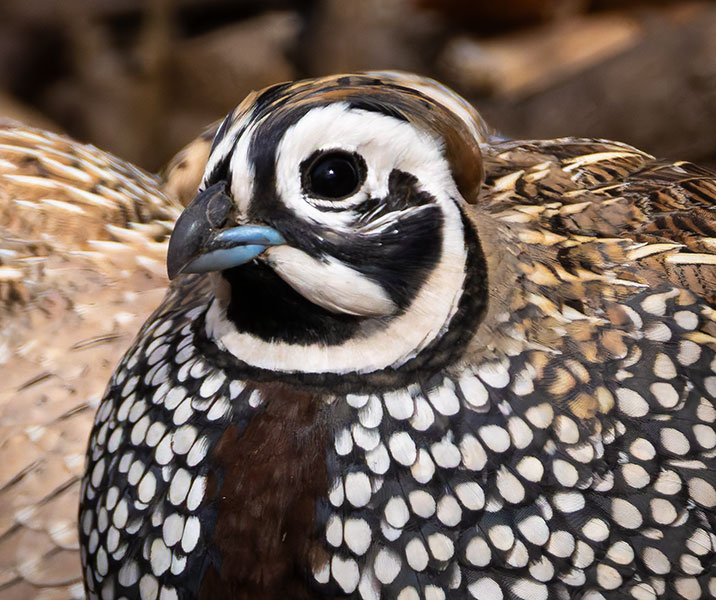 Montezuma Quail Cyrtonyx montezumae (Mearns', Fool's, Harlequin)