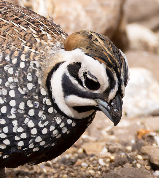 Montezuma Quail Cyrtonyx montezumae (Mearns', Fool's, Harlequin)