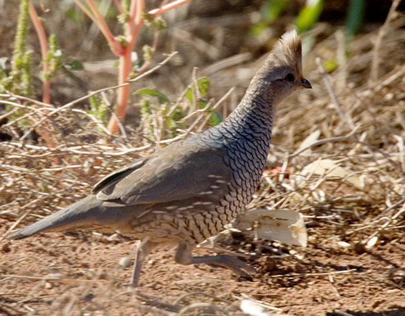 Scaled Quail Callipepla squamata