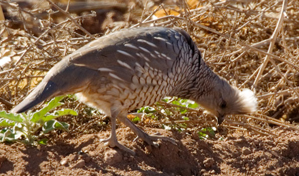 Scaled Quail Callipepla squamata