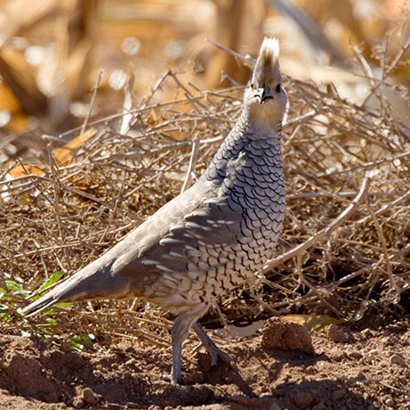Scaled Quail Callipepla squamata