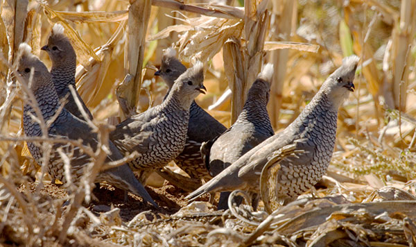 Scaled Quail Callipepla squamata
