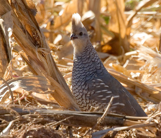 Scaled Quail Callipepla squamata