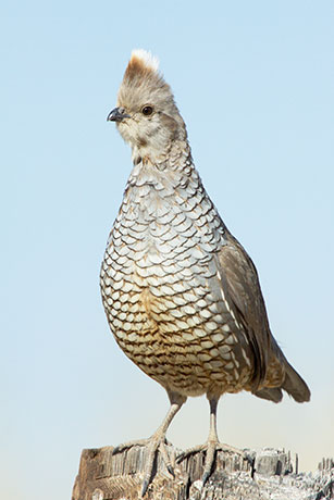 Scaled Quail Callipepla squamata