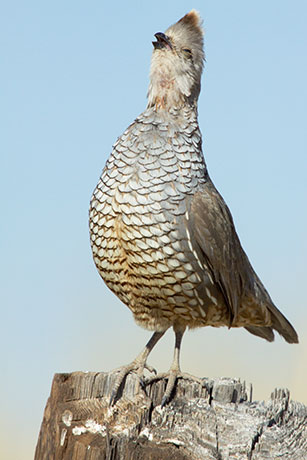 Scaled Quail Callipepla squamata
