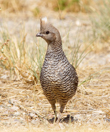 Scaled Quail Callipepla squamata