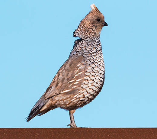 Scaled Quail Callipepla squamata