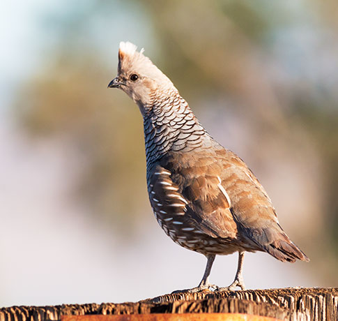 Scaled Quail Callipepla squamata