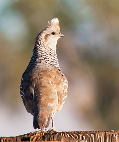 Scaled Quail Callipepla squamata