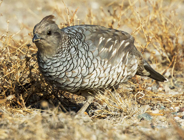 Scaled Quail Callipepla squamata