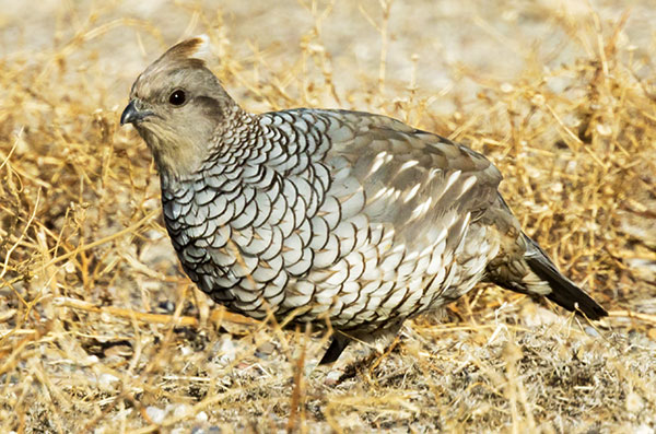 Scaled Quail Callipepla squamata