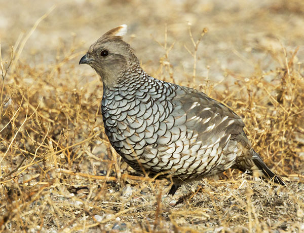 Scaled Quail Callipepla squamata Photograph of Photo of Image of