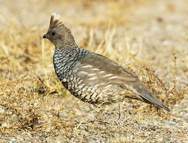 Scaled Quail Callipepla squamata Photograph of Photo of Image of