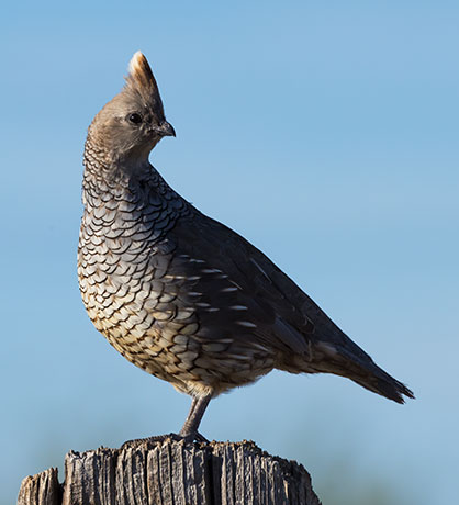 Scaled Quail Callipepla squamata