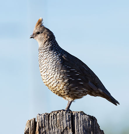 Scaled Quail Callipepla squamata