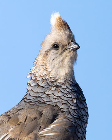 Scaled Quail Callipepla squamata