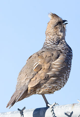 Scaled Quail Callipepla squamata