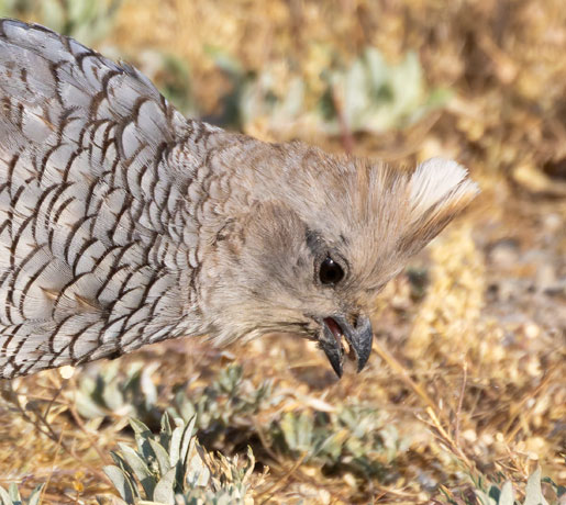 Scaled Quail Callipepla squamata