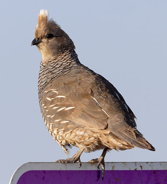Scaled Quail Callipepla squamata