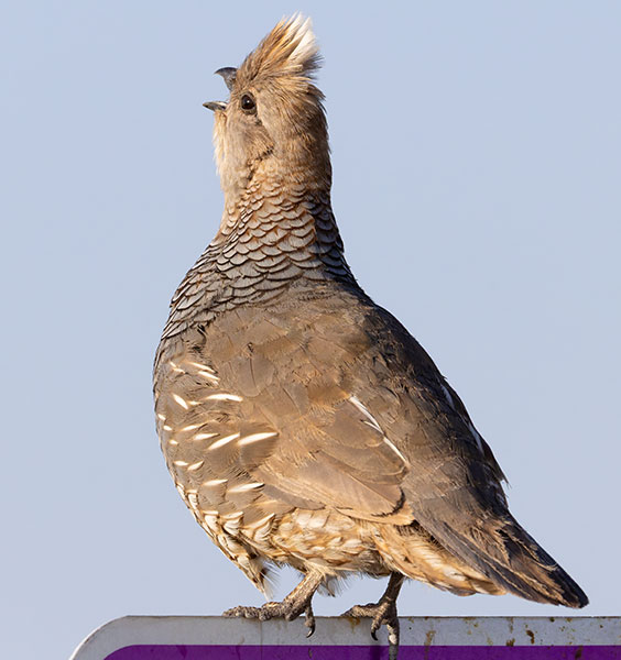 Scaled Quail Callipepla squamata