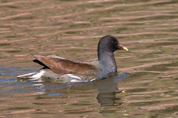 Common Moorhen Gallinula chloropus Common Gallinule Gallinula galeata