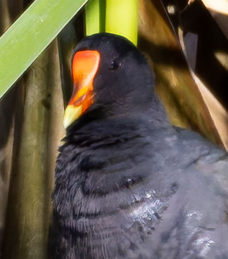 Common Gallinule Gallinula galeata (formerly Common Moorhen Gallinula chloropus)