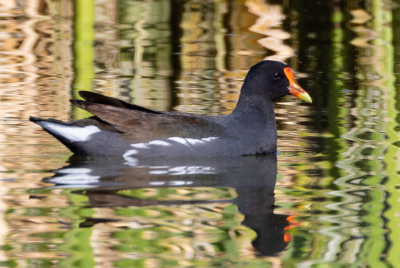 Common Gallinule Gallinula galeata (formerly Common Moorhen Gallinula chloropus)