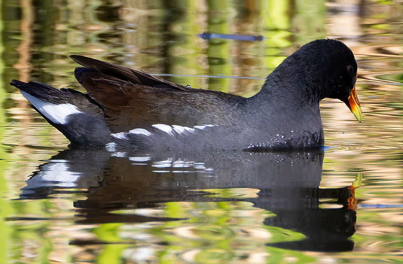 Common Gallinule Gallinula galeata (formerly Common Moorhen Gallinula chloropus)
